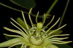 Yellow passionflower